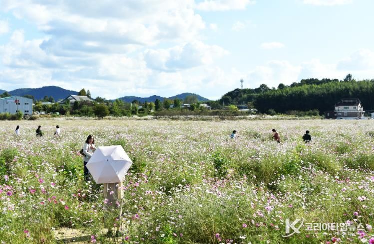담양군, 코스모스 만개로 가을 정취 물씬