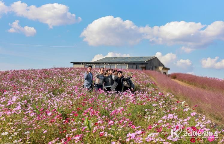 청보리밭 코스모스 사진