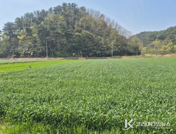 울진군, 맥류 종자 적기 파종 지도