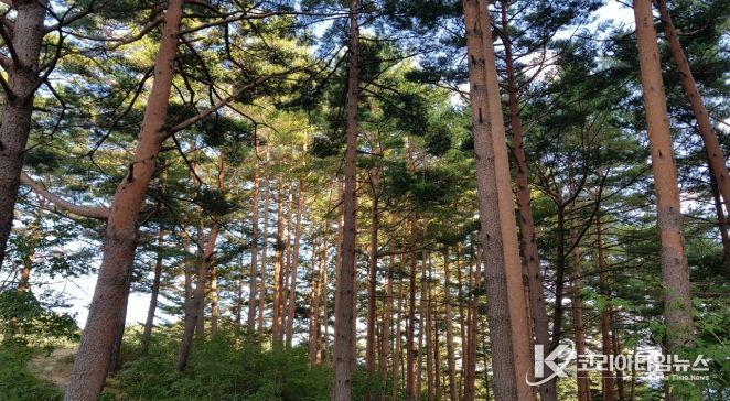 울진금강송 산지농업, FAO 세계중요농업유산 인증서 수여