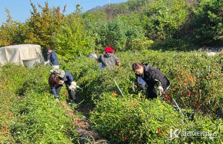 영덕군 농업정책과 직원들이 농촌 일손 돕기 봉사활동을 펼치고 있다.