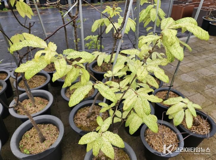 신안 천사 굴참나무(묘목)