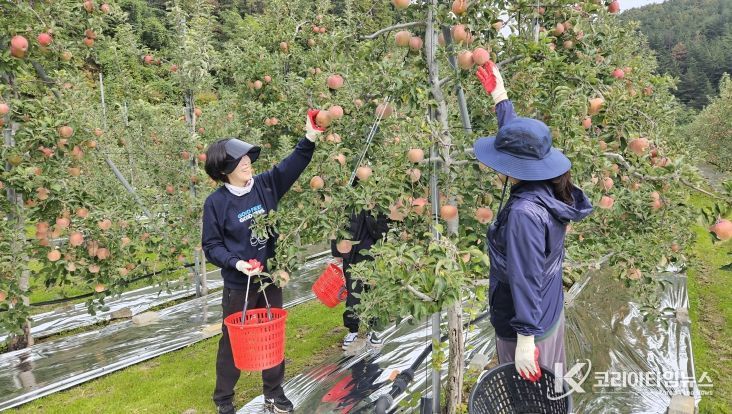 영덕군청 재무과 직원들이 농촌 일손 돕기 봉사활동을 펼치고 있다.