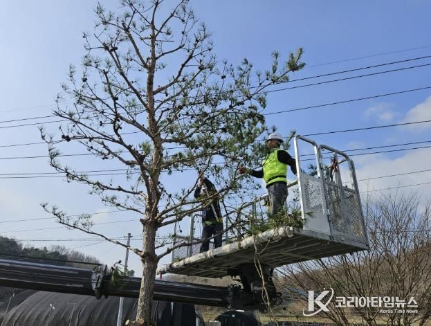 괴산군, ‘동절기 가로수 가지치기’실시… 도심 가로환경 개선