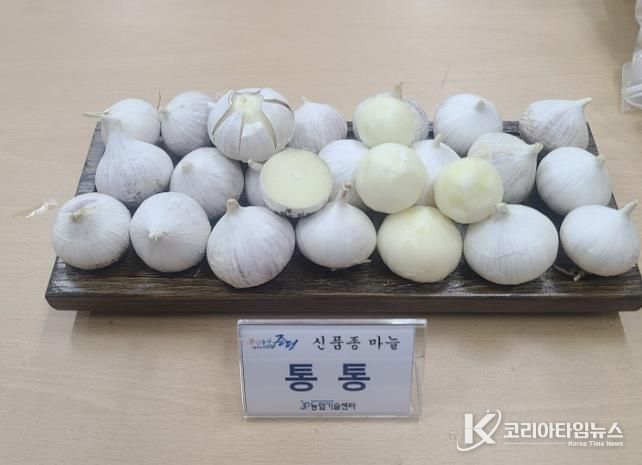 증평군, 신품종 마늘 '통통' 보급…농가 소득작목 육성 박차