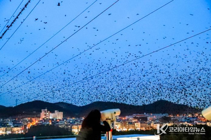 2만여 떼까마귀 장관에 철새홍보관 야외 전망대·포토존에 관람객 발길