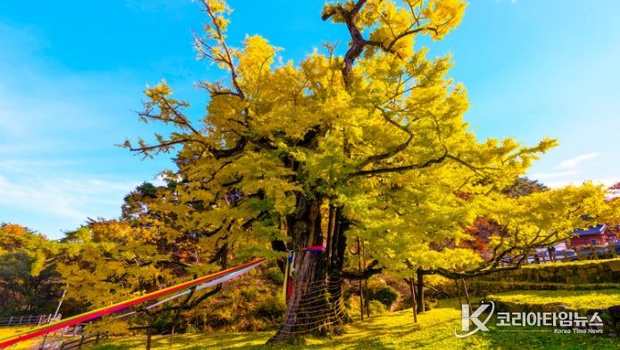 영동군 영국사 은행나무