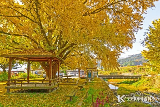 하곡리 은행나무