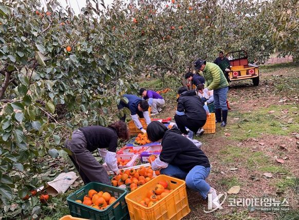 고성군청·영현면 직원, 대봉감 수확 일손 돕기
