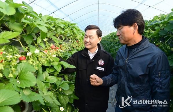 새콤달콤 맛있는 “명품 고령딸기” 첫 수확
