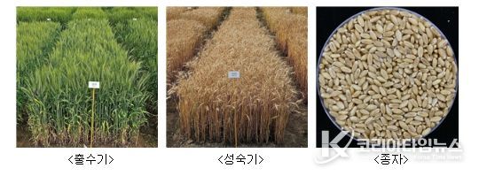 ‘이룸’ 품종 사진