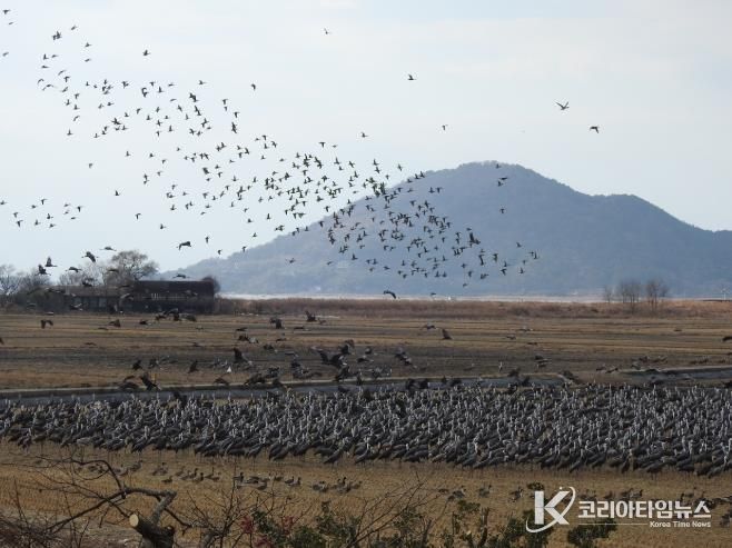 ‘순천만 흑두루미 연구’ 국내 최초 국제 학술지(SCIE) 등재