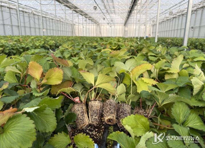 조직배양 딸기 우량묘 공급