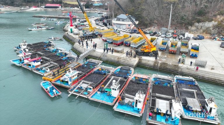 완도군 군외면 당인리의 물김 위판 현장