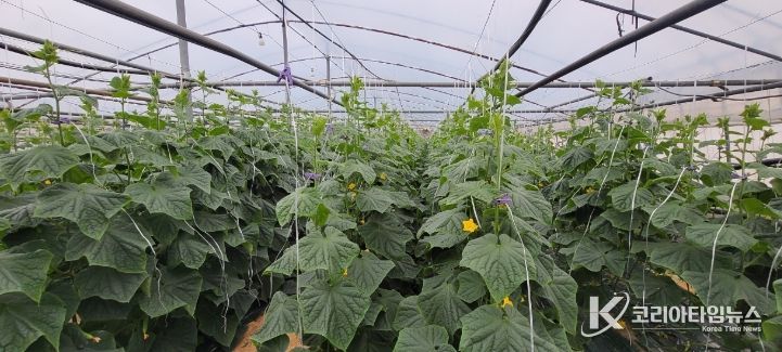 “순천 오이” 본격 출하