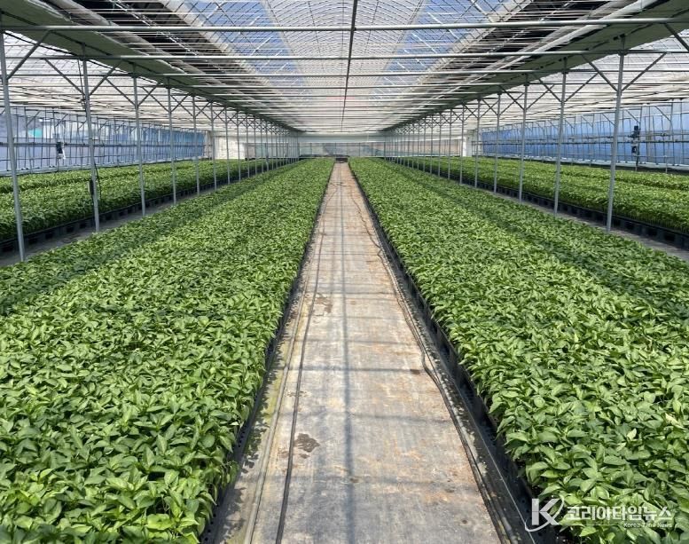 평택시, ‘2026년도 복합내병계 고추묘 보급 사업’ 신청 접수