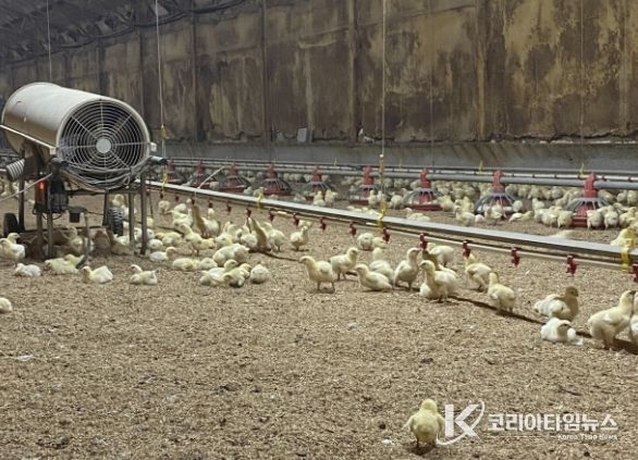 병아리 보온을 위한 열풍기 운영