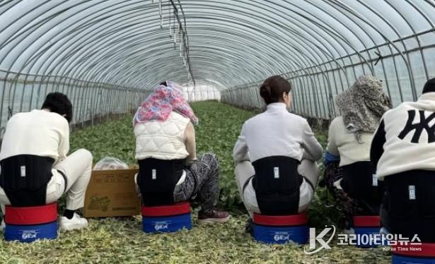 농작업용 편의의자 착용 뒷모습.