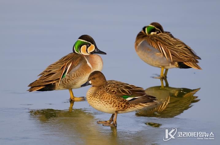 서천군조류생태전시관, ‘서천철새여행’ 후속 겨울철새 사진전 개최