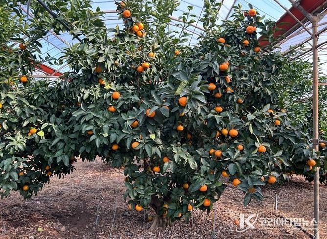 ‘미래향’ 재배