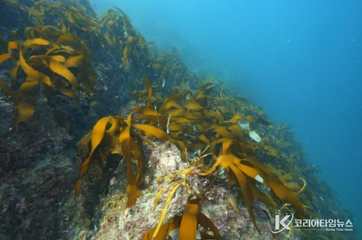 통영 욕지 도동, 2026년 바다숲 대상지 선정 1(국도 수심 5~10m)