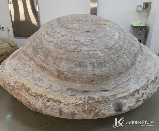 포항 신생대 두호층 고래화석