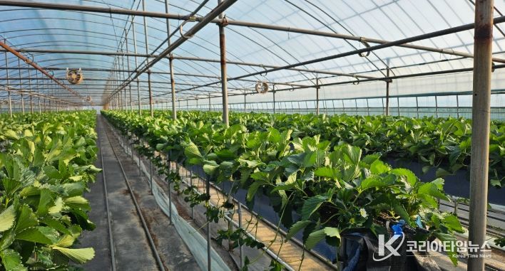 ‘프리미엄 딸기의 시작’ 건강한 딸기묘 공급체계 완성