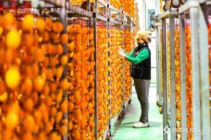 함안군 겨울이 만든 주황빛, 곶감이 익어가는 시간