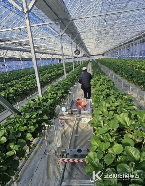 예천군, 딸기 농가에 ‘스마트팜 작업자 추종 운반 로봇’ 도입