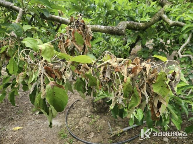 과수화상병 사진