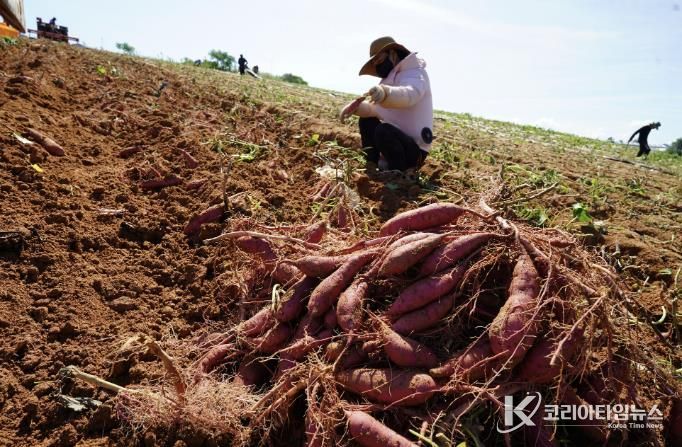 고구마 수확
