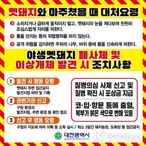 대전 도심 멧돼지 출몰… 시민 행동요령 안내