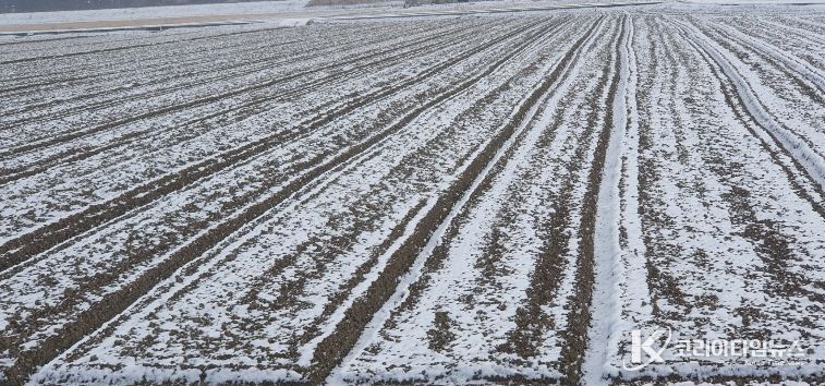 부안군농업기술센터, 한파 대비 노지작물 동해 예방 철저 당부