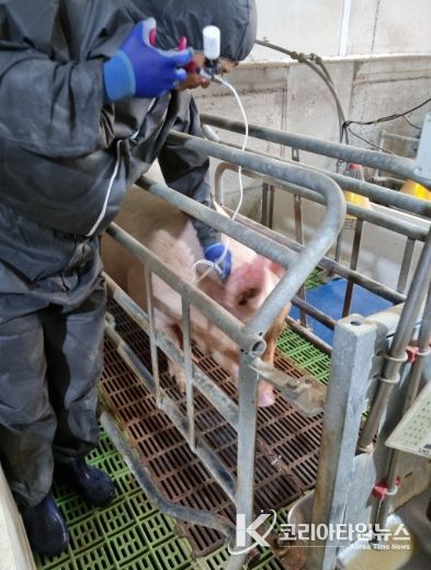 함안군, 1차 돼지열병 예방 사업 추진