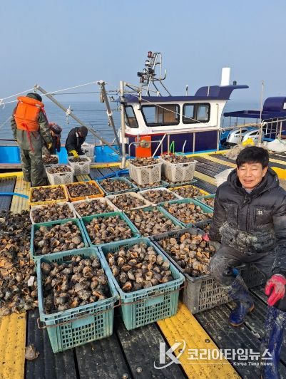 새조개 집산지 홍성 ‘남당항’ 참소라 대풍에 함박웃음