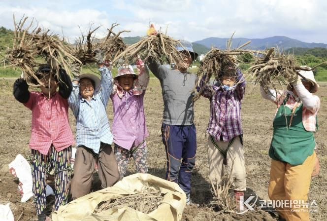 산청군, 약초생산기반조성사업 추진