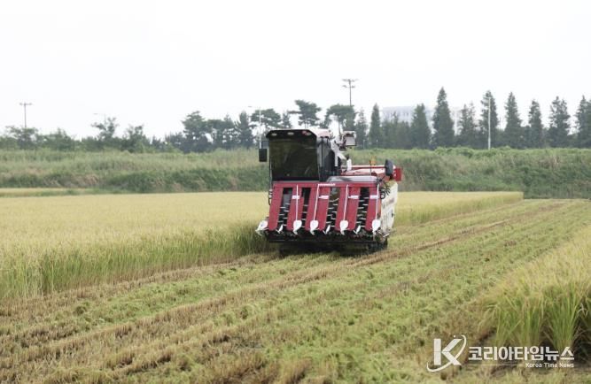 2024년 송암리에서 첫 벼를 수확하는 모습