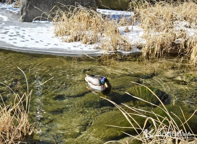 성북구 주요 하천 수질 양호… 통합수질지수 ‘좋음’ 기록