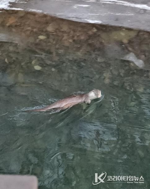 수달_안양 서혜주 제공