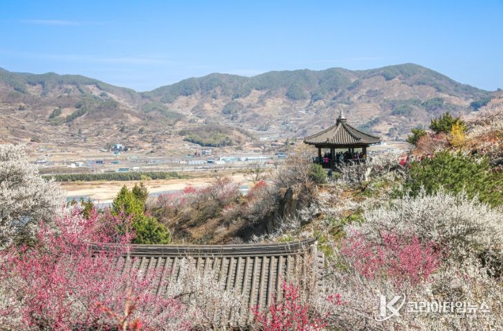 제25회 광양매화축제, 베이커리·디저트류 판매 참여자 모집