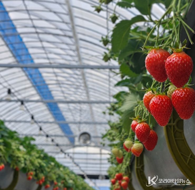 1. 익어가고 있는 천안 딸기 모습.