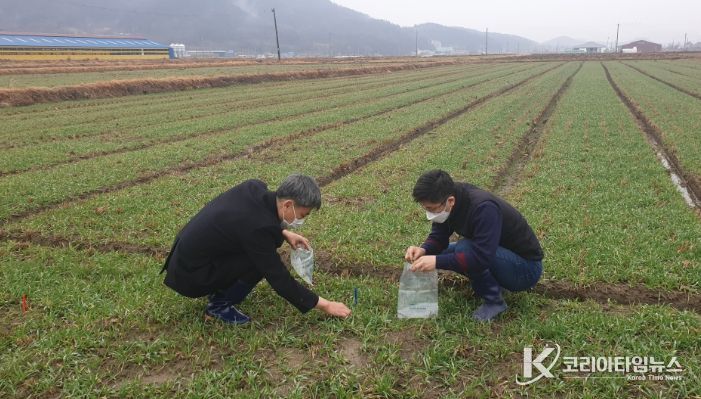 농업기술센터 관계자들이 맥류 생육재생 여부를 판정하고 있는 모습.