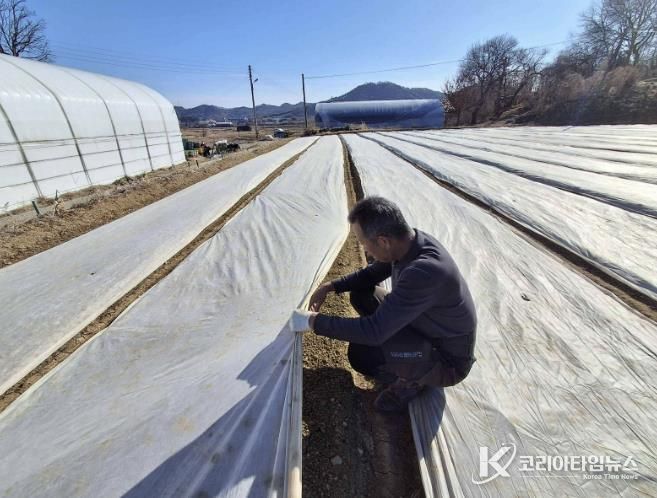 서천군, 마늘·양파 생육 재생기 이후 관리 당부