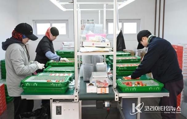 홍성 딸기, 2026년 시작과 동시에 ‘충남 수출 1위’ 달성