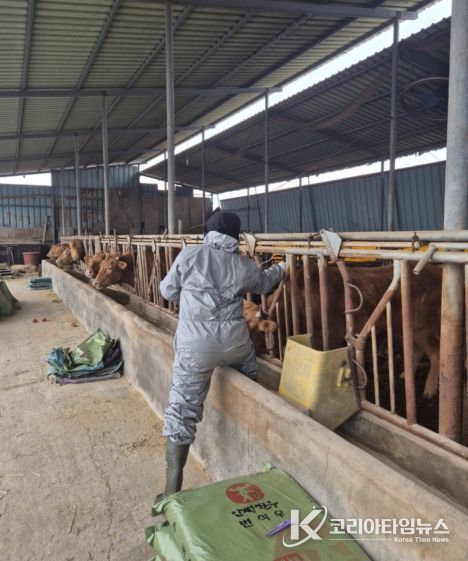 안성시, 2026년 상반기 구제역 긴급 일제접종 추진