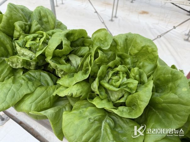 시설원예 스마트하우스 유럽상추 품종(피델)