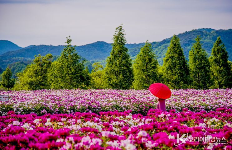 합천군 보도자료(합천군, ‘2026 지역사랑 휴가지원 시범사업’ 공모 선정) 핫들생태공원(작약재배단지) (5월 초 개화)