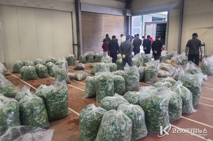 고성군, 봄 향기 가득한 제철 취나물 본격 출하