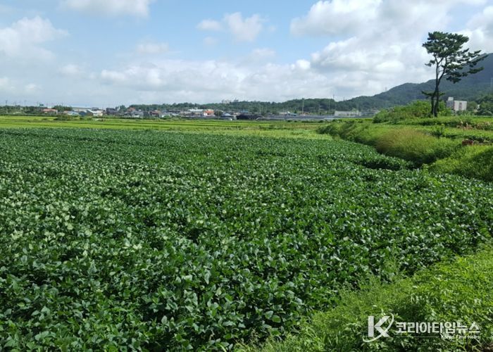 사천시, 논 타작물 재배 지원사업 추진