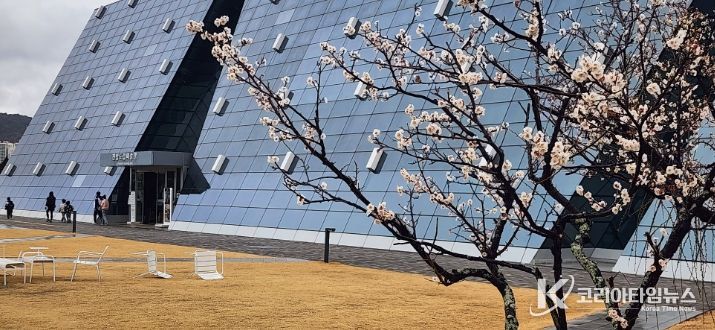 광양시, 원도심 전남도립미술관 앞 고목 매화 꽃